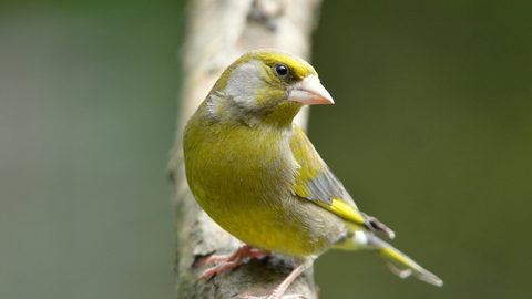 Greenfinch hotsell